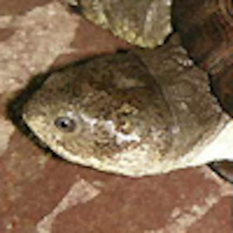 ヒメハコヨコクビガメ