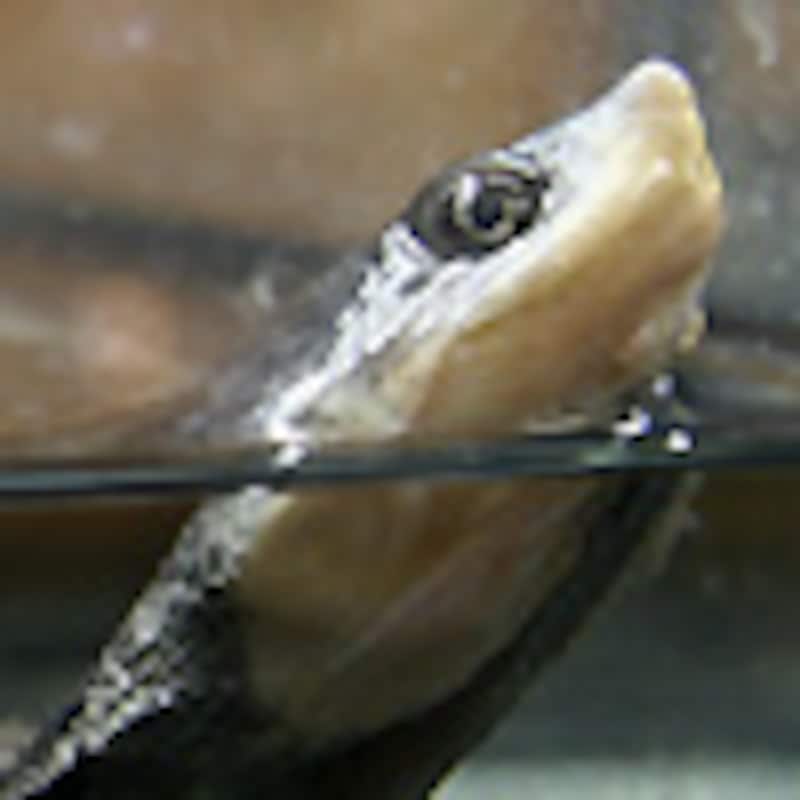 ガイアナカエルガメ