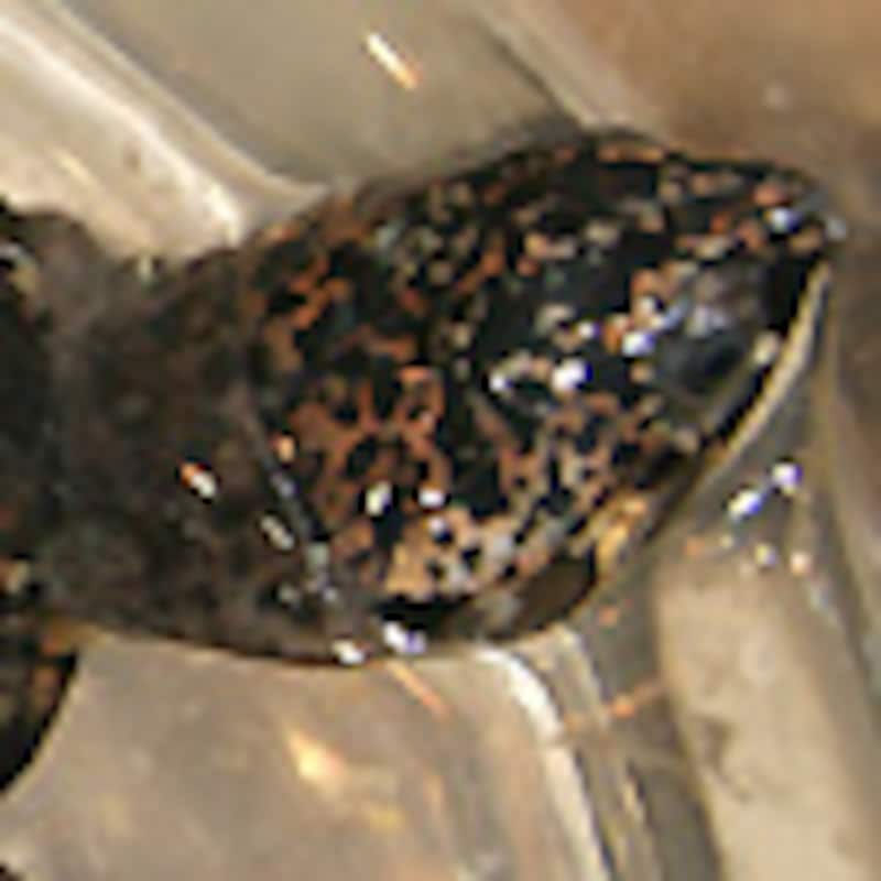 クロハコヨコクビガメ