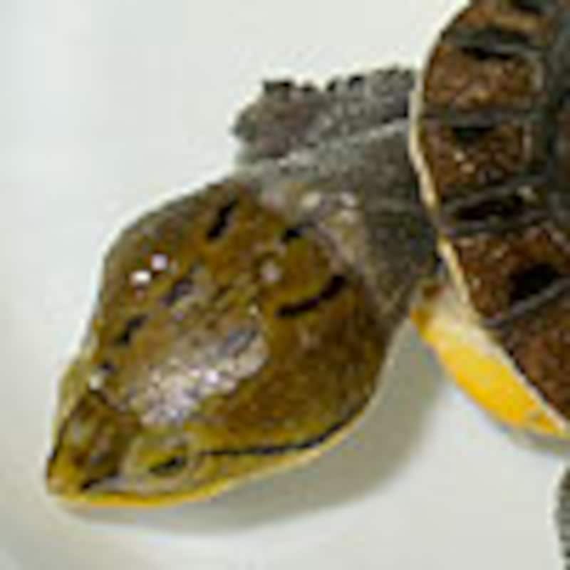 アマゾンカエルガメ