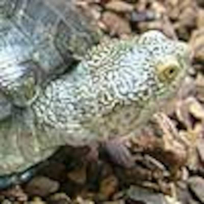 ノコヘリハコヨコクビガメ