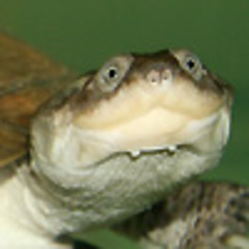 ヌマヨコクビガメ