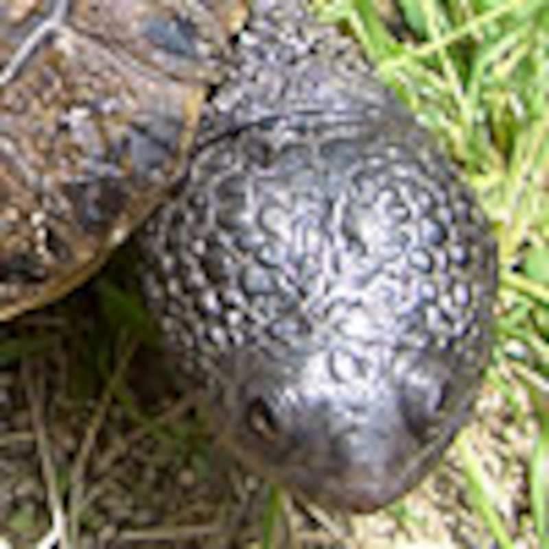 コシヒロカエルガメ