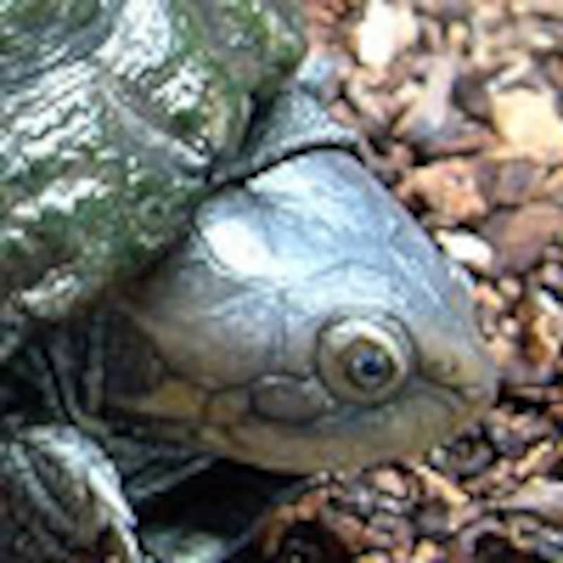 ウペンバハコヨコクビガメ