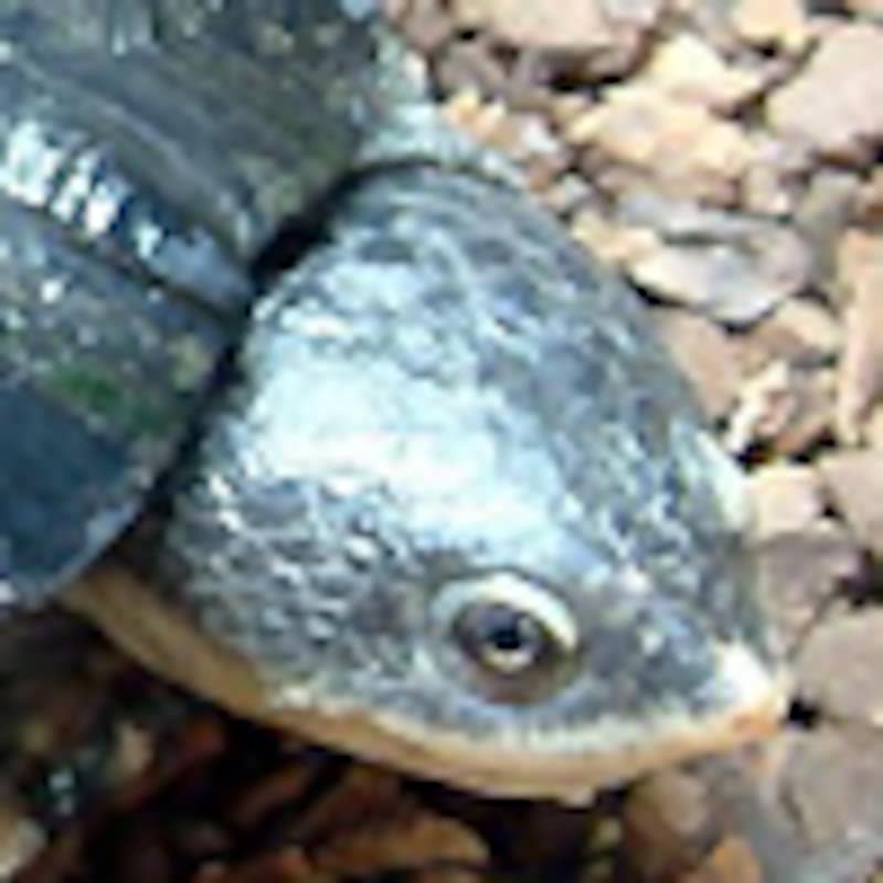 ヘーゲカエルガメ