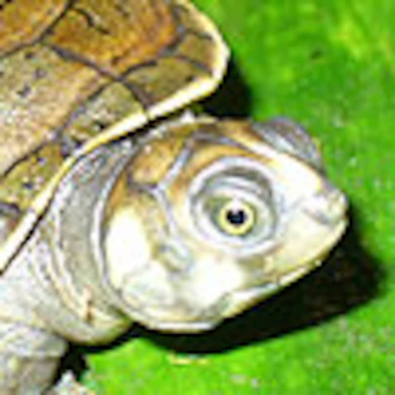 サバンナヨコクビガメ