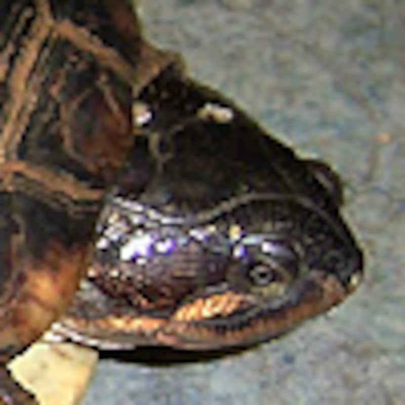 エドワードハコヨコクビガメ