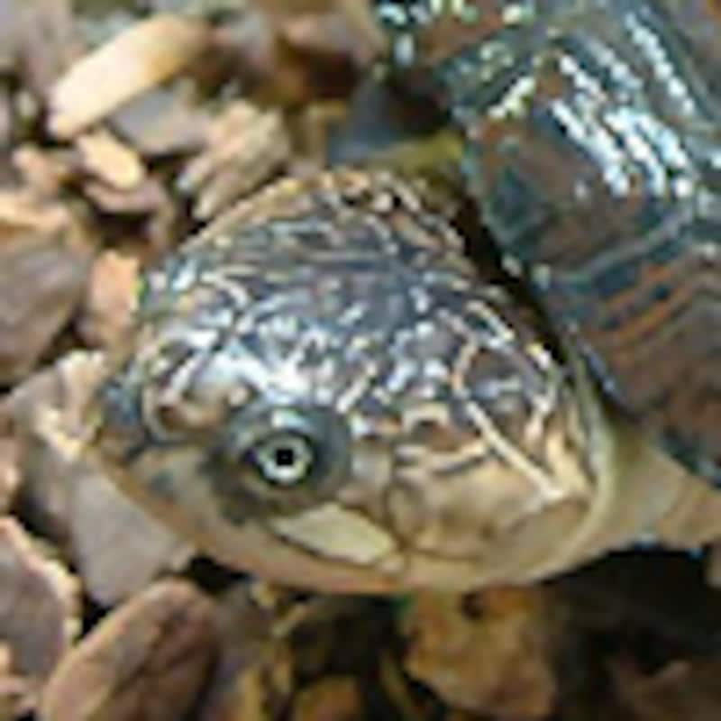 ビクトリアハコヨコクビガメ