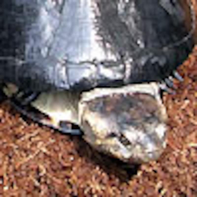 セウネハコヨコクビガメ