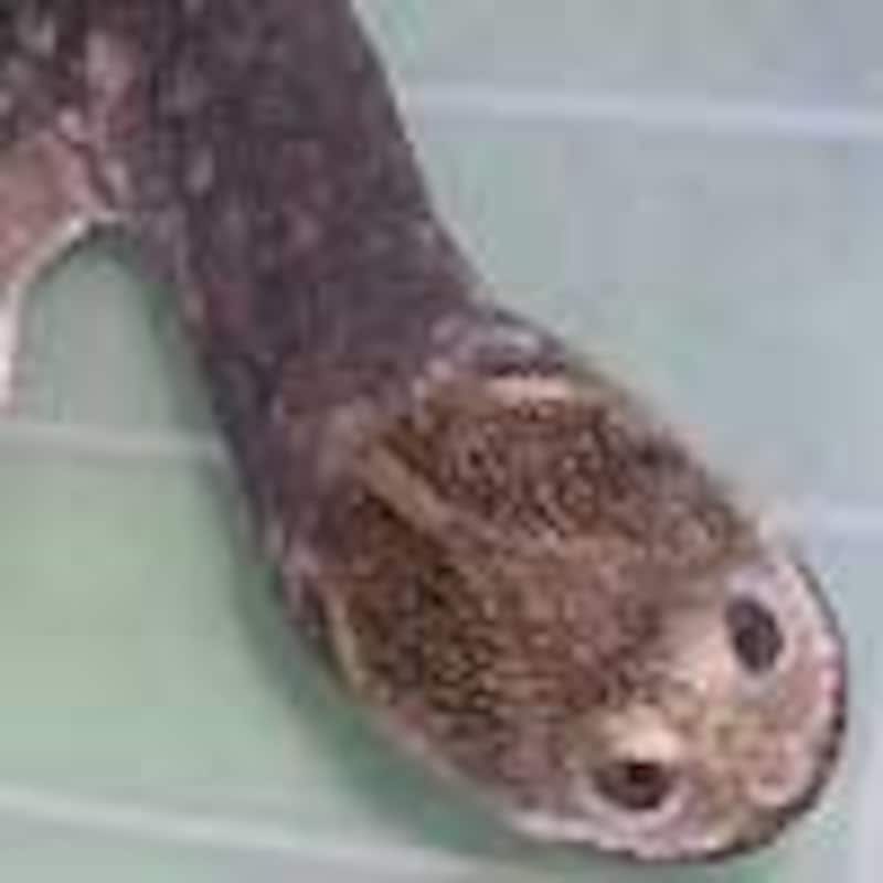 パーカーナガクビガメ