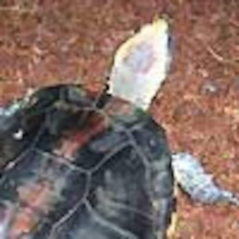 ヒラタヘビクビガメ