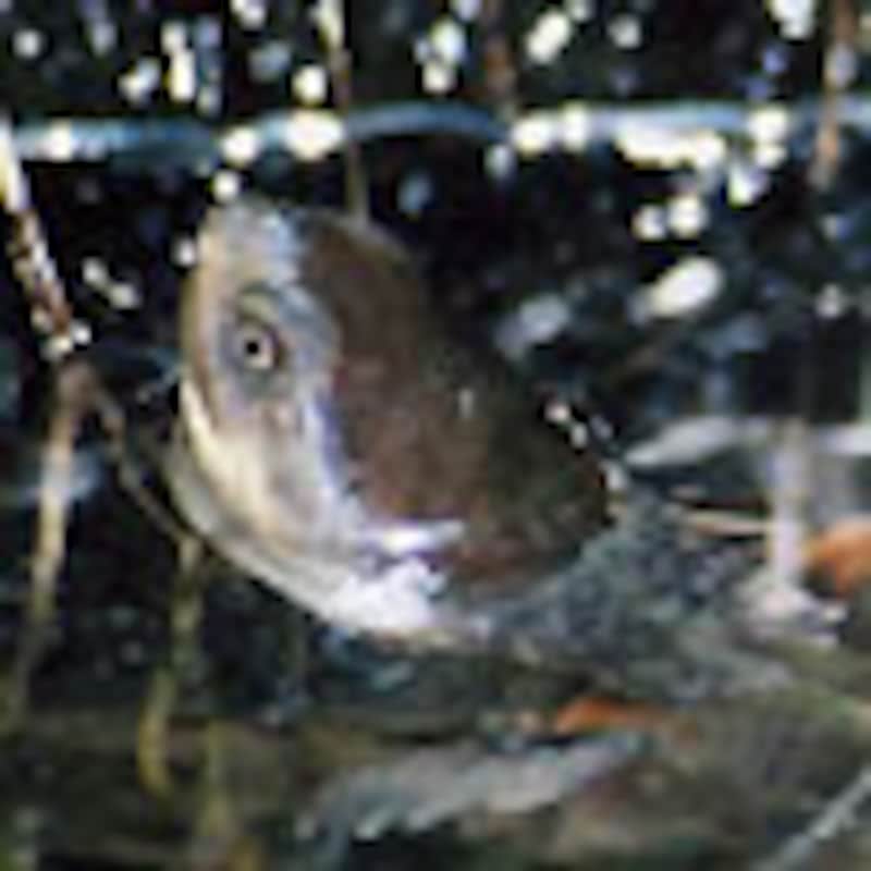 クビカシゲガメ