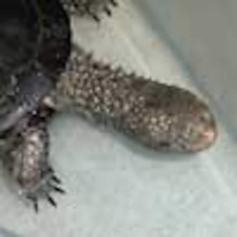 クロハラヘビクビガメ