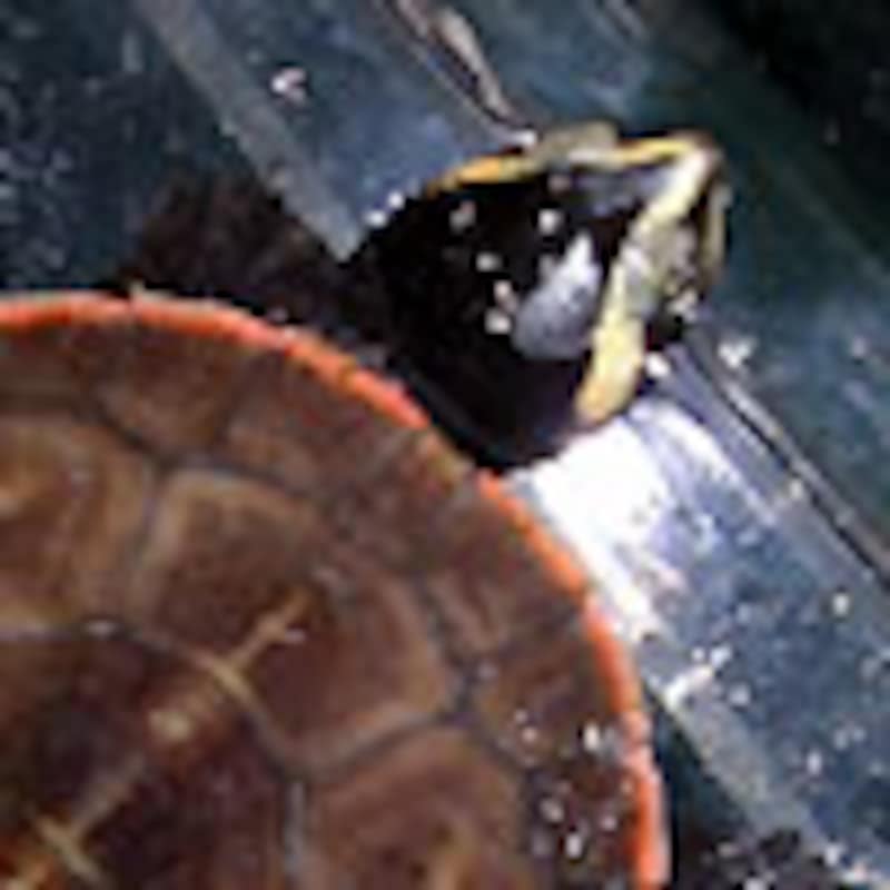 ニシキマゲクビガメ