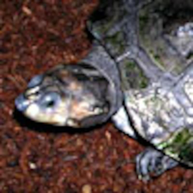 モンキヨコクビガメ