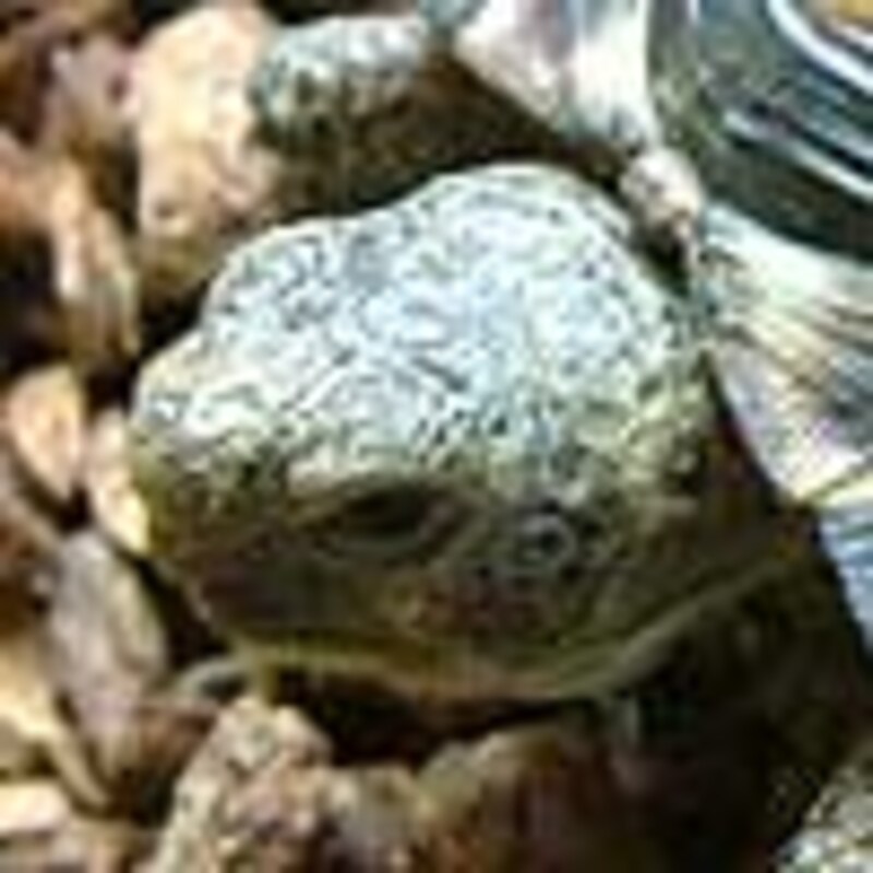 テキサスゴファーガメ