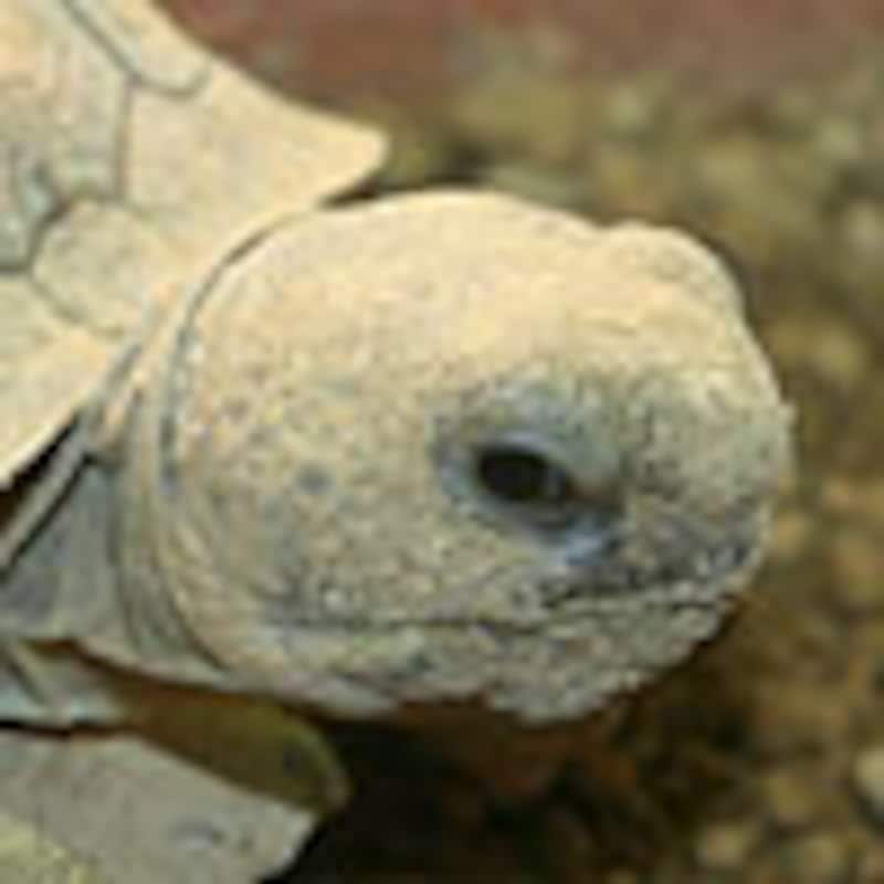 アナホリゴファーガメ