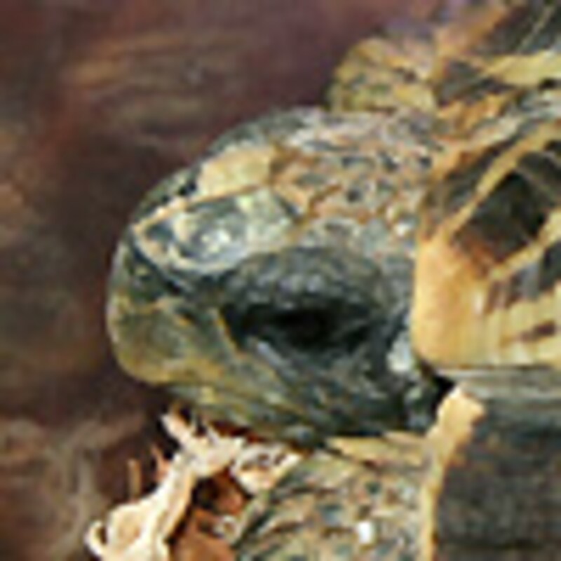 マダガスカルセオレガメ