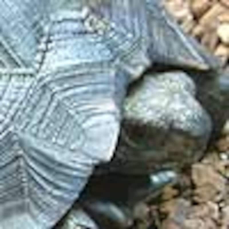 ビルマムツアシガメ