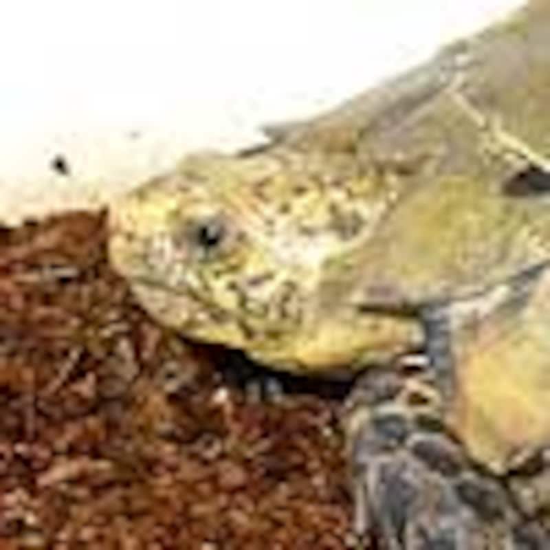 インプレッサムツアシガメ