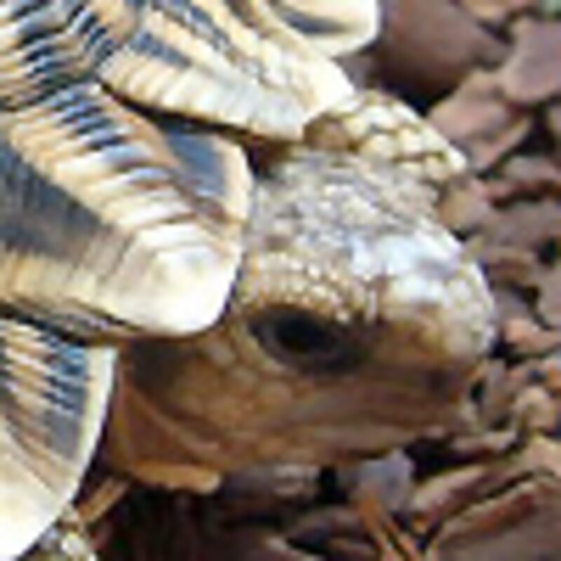 ノコヘリヤブガメ