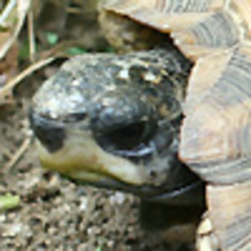 ヒラオリクガメ