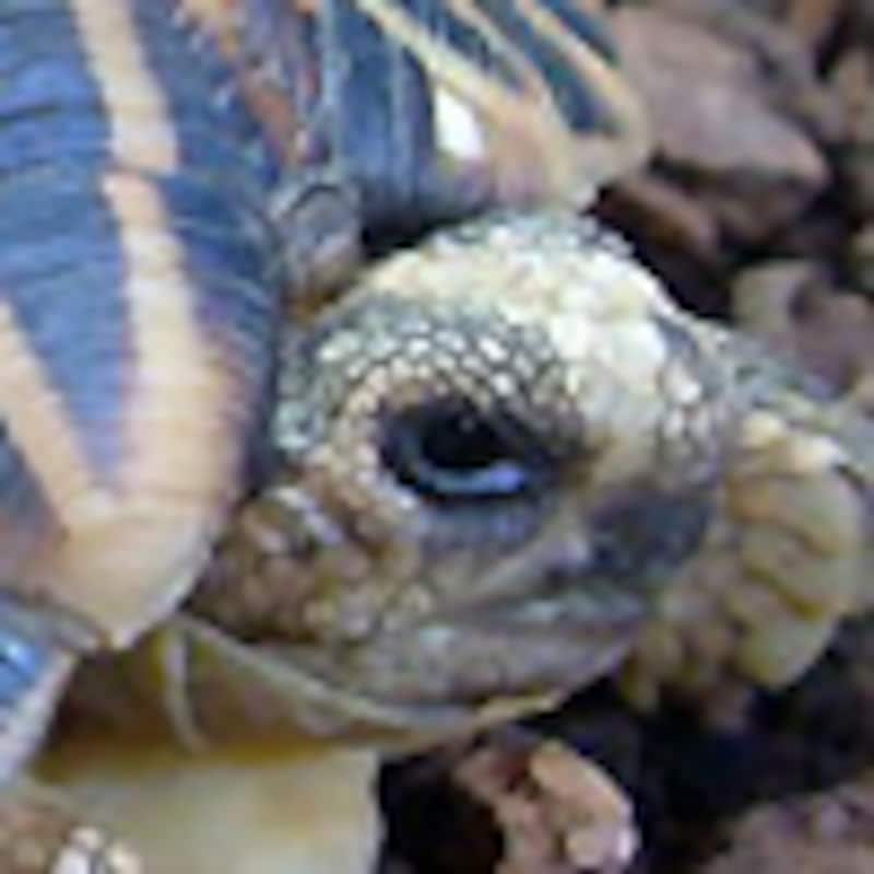 テントヤブガメ