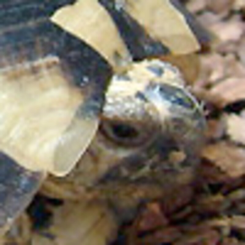 キレーネリクガメ