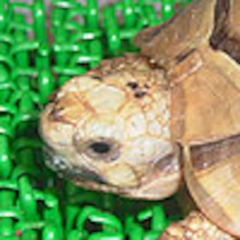 アラブギリシャリクガメ