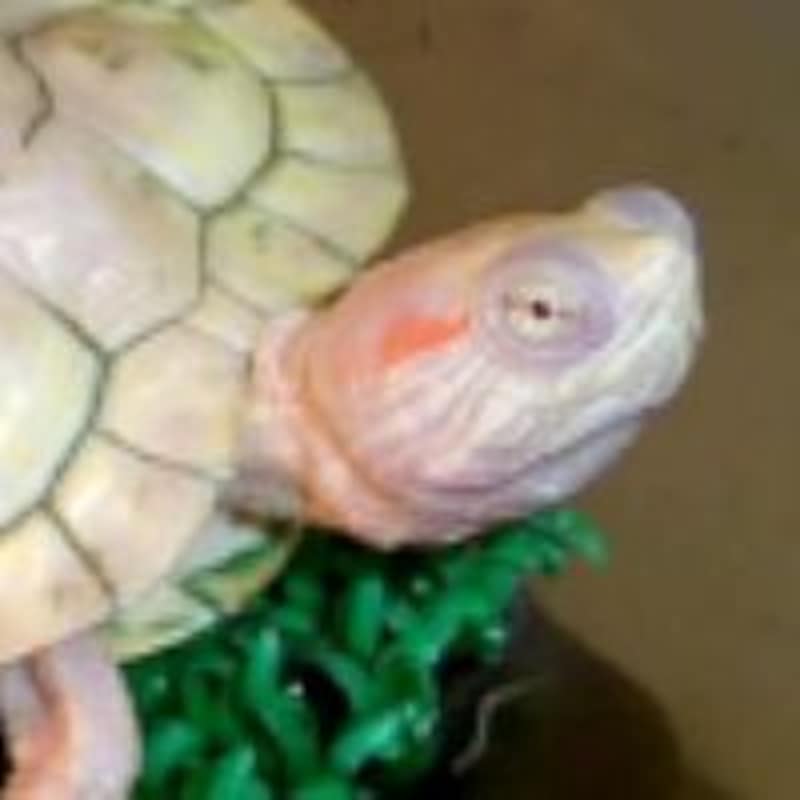 "アルビノ"ミシシッピアカミミガメ