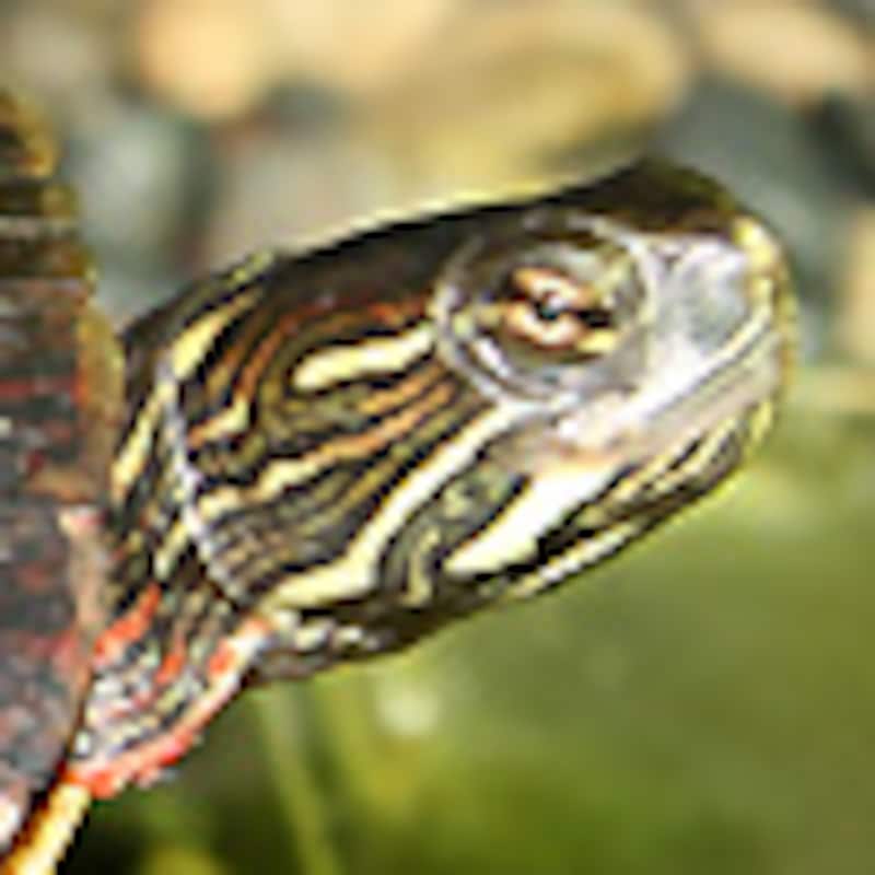 トウブニシキガメ  