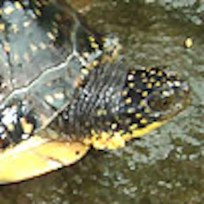 ブランディングガメ