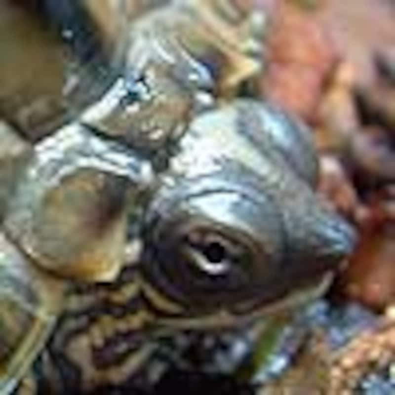 ギボンズチズガメ