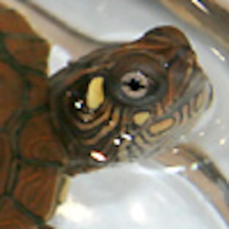 ウォシタチズガメ