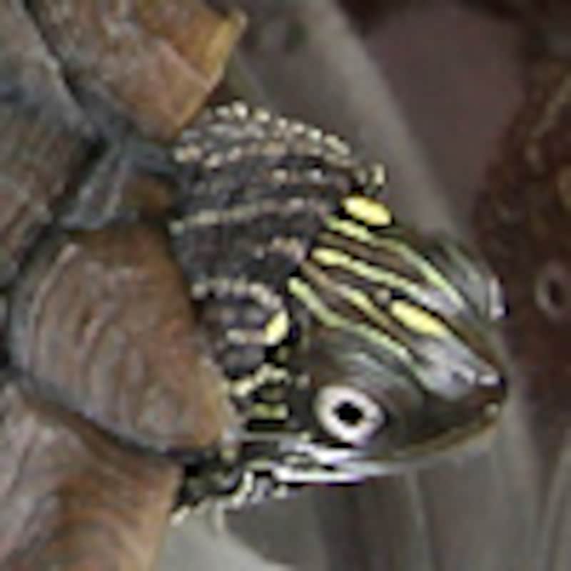 サビーンチズガメ