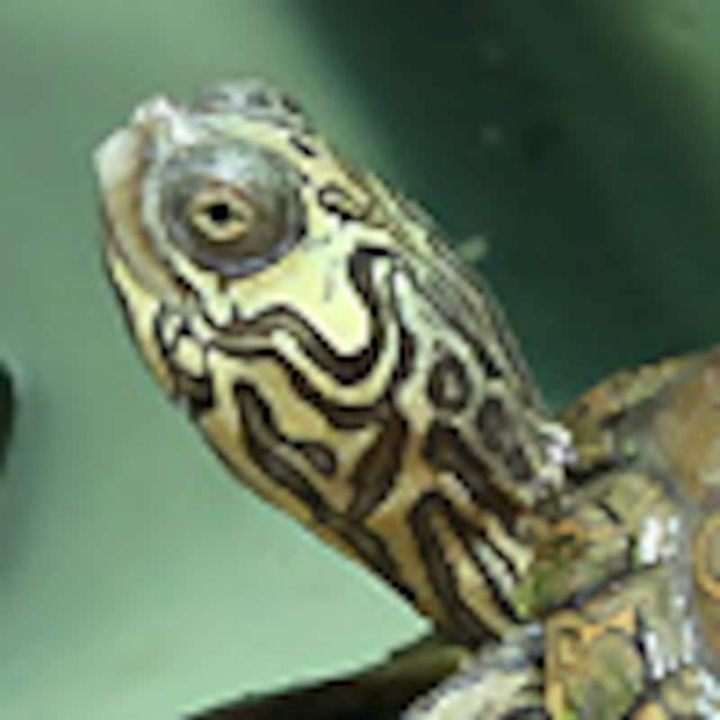 アラバマチズガメ