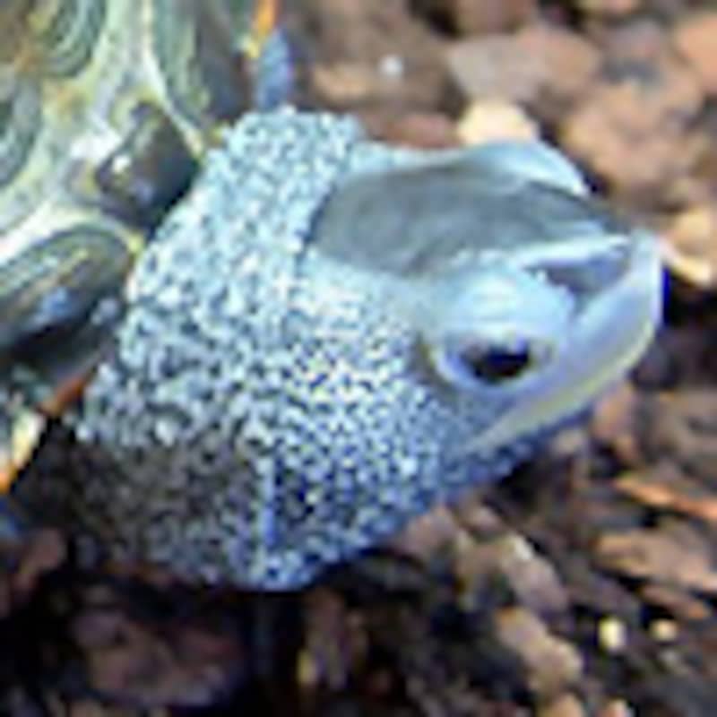 キタダイヤモンドガメ