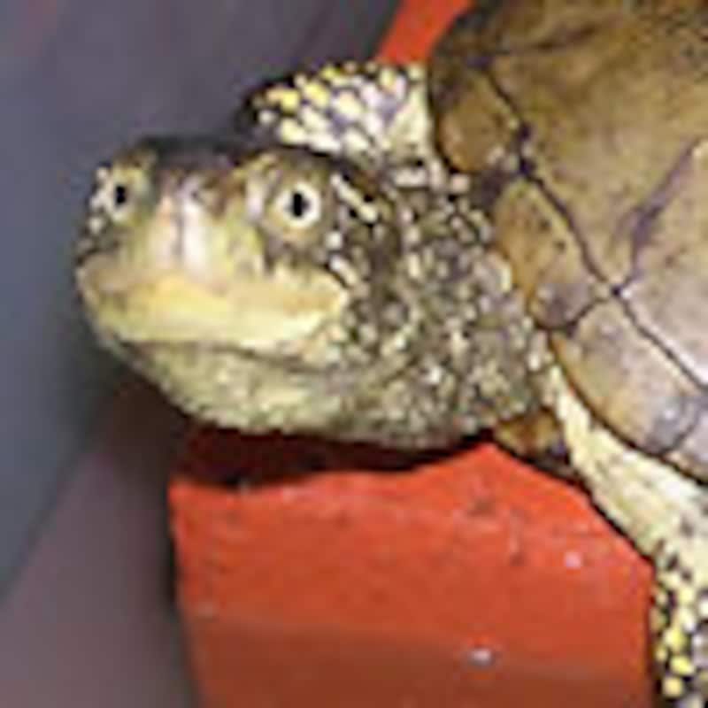 ヨーロッパヌマガメ