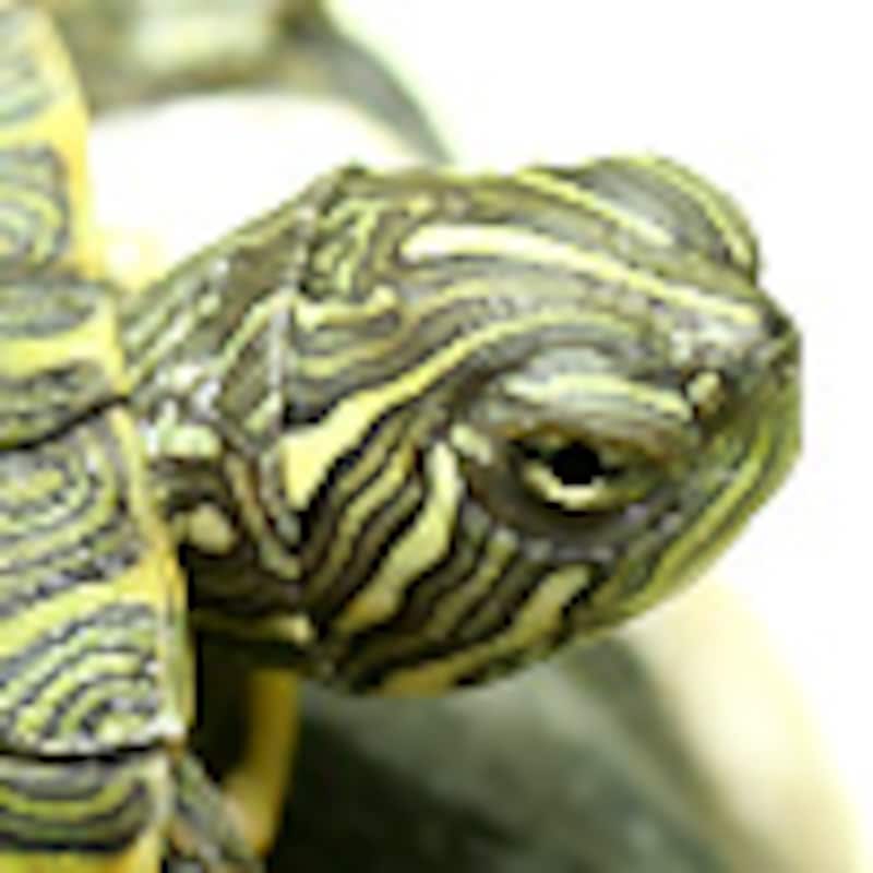 コンキンナヌマガメ