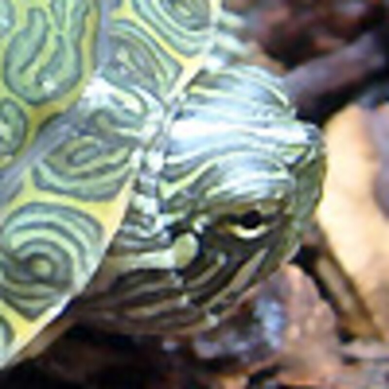 リオグランデクーター