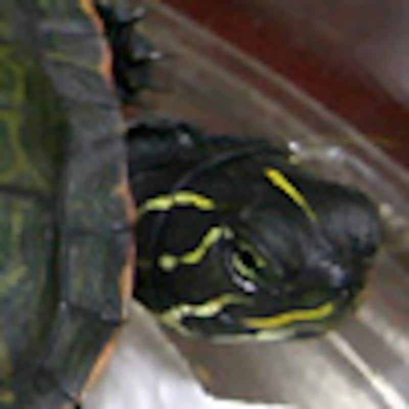 キタアカハラガメ