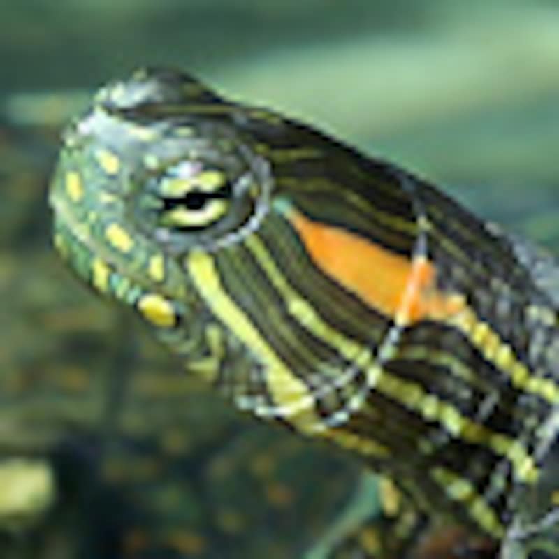 コロンビアクジャクガメ