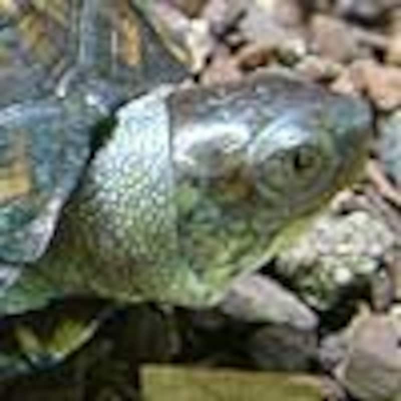 トウブハコガメ