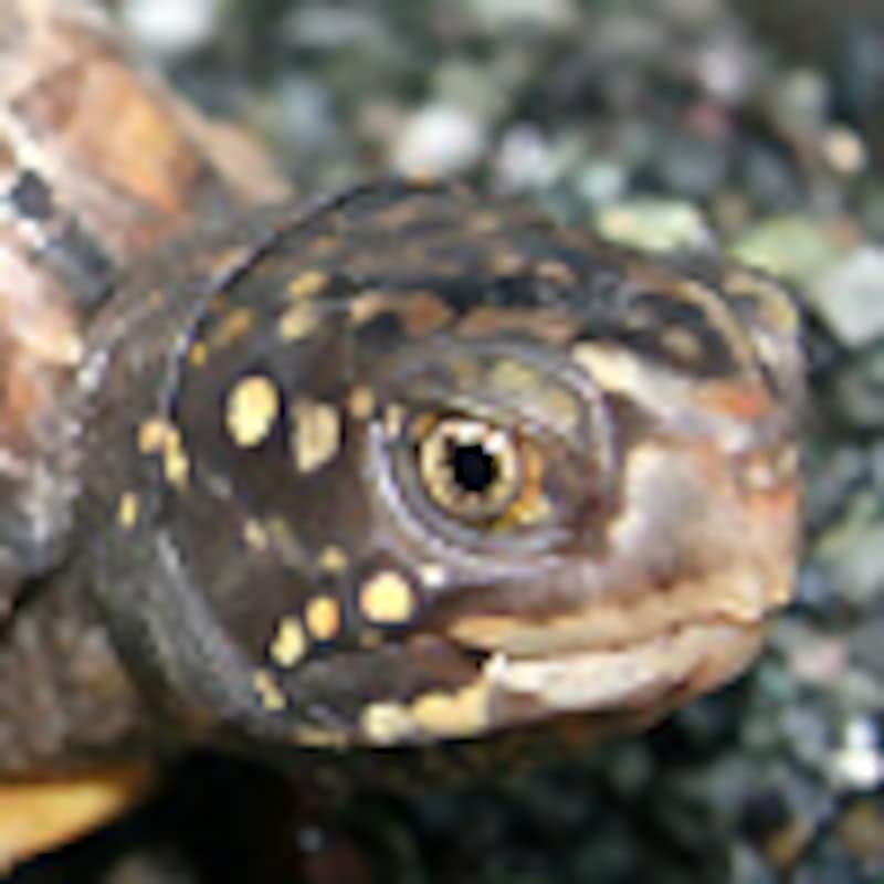 ガルフコーストハコガメ