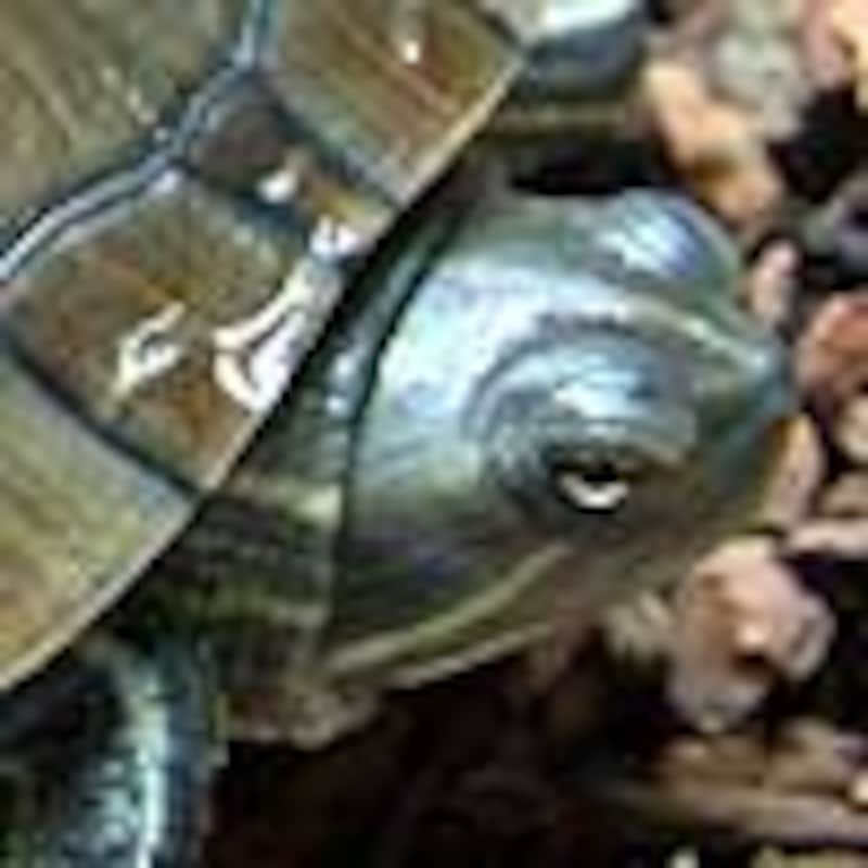 タコスライダー