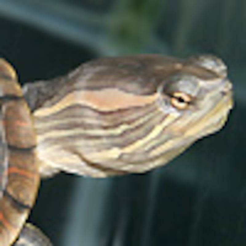 キューバスライダー  