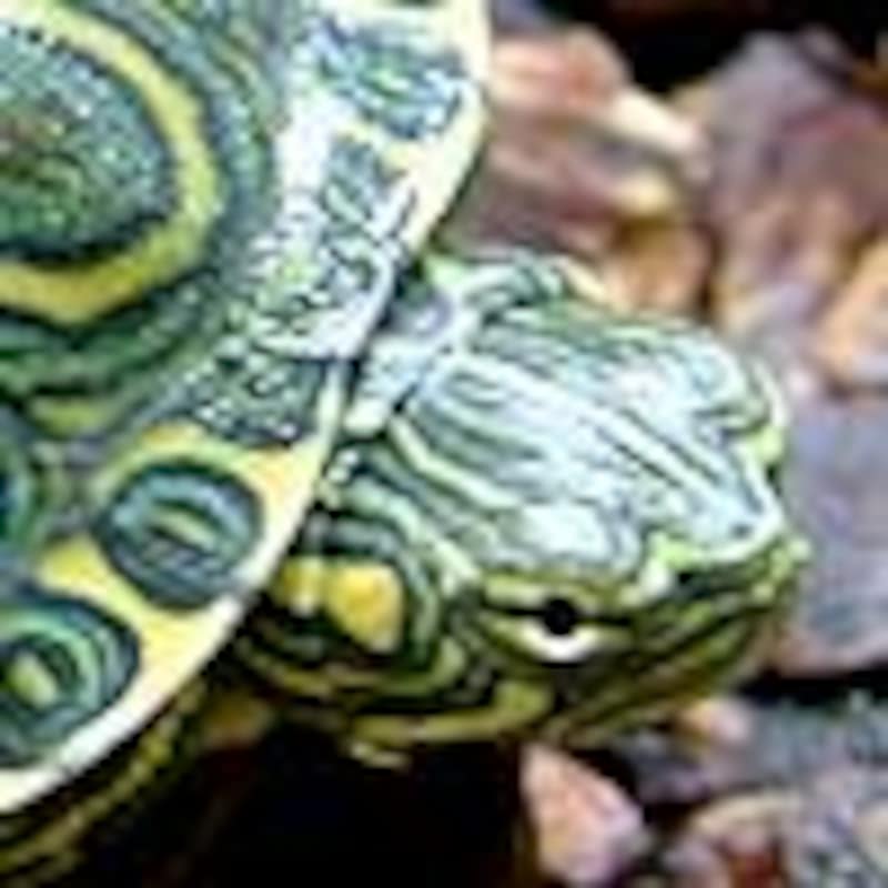 ニカラグアオオクジャクガメ