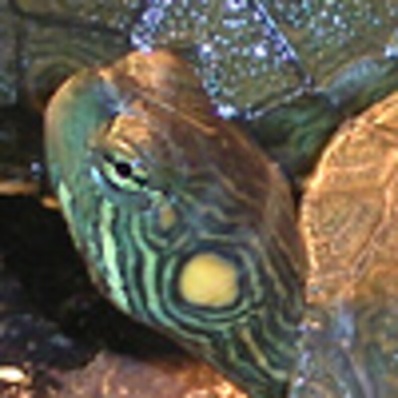 ビッグベンドアカミミガメ