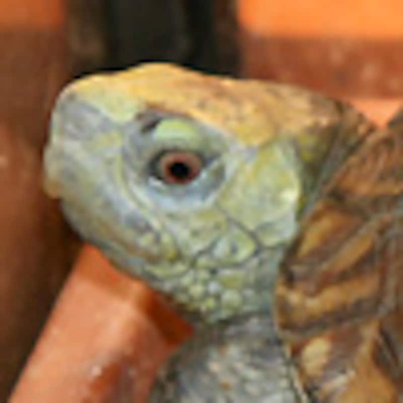 ミナミニシキハコガメ