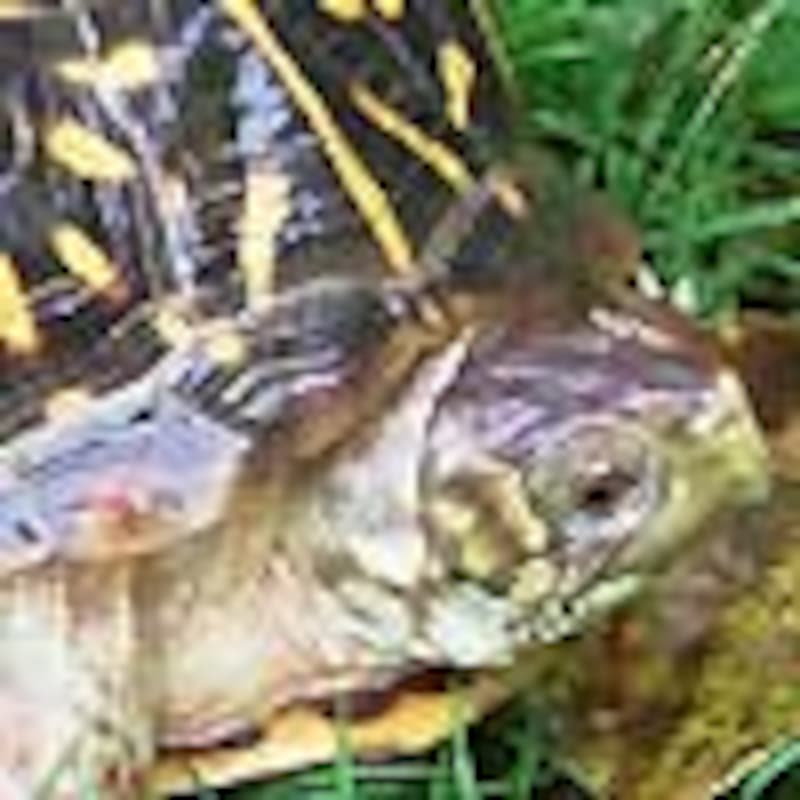 キタニシキハコガメ